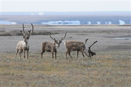 Congressional Efforts to Open up Arctic National Wildlife Refuge Would Despoil One of America’s Most Pristine Places